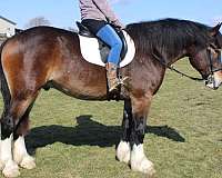 parade-draft-horse