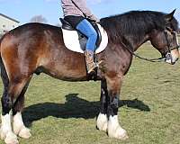 pleasure-driving-draft-horse