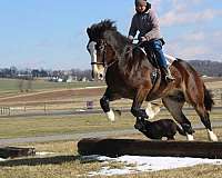 ridden-english-draft-horse