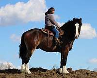 trail-draft-horse