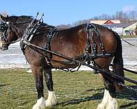 team-driving-draft-horse