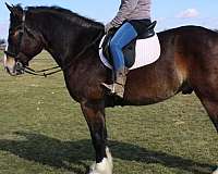 english-pleasure-draft-horse