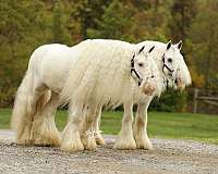 white-therapy-pony