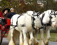 all-around-quarter-pony
