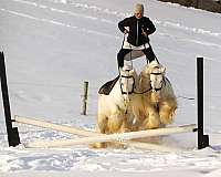 driving-quarter-pony