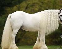 flashy-quarter-pony