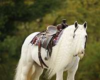 harness-quarter-pony
