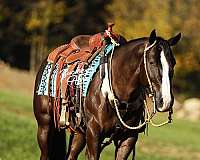 black-blaze-white-socks-horse
