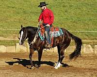 all-around-quarter-horse