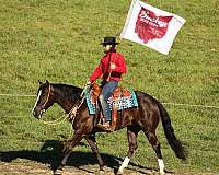 athletic-quarter-horse