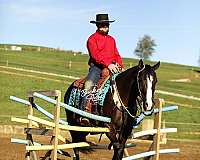 beginner-quarter-horse