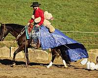 calf-roping-quarter-horse