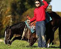 companion-quarter-horse
