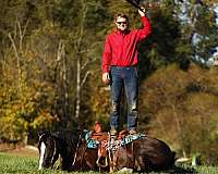 finished-quarter-horse