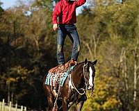 husband-safe-quarter-horse