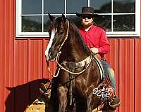 jumping-quarter-horse
