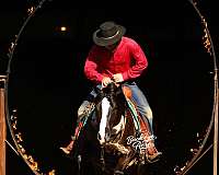 kid-safe-quarter-horse