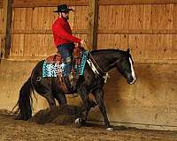 parade-quarter-horse