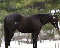 ranch-quarter-horse