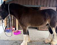 all-around-athletic-clydesdale-pony