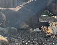 18-hand-clydesdale-pony