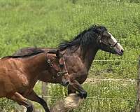 lesson-clydesdale-pony