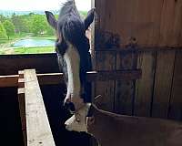 show-clydesdale-pony
