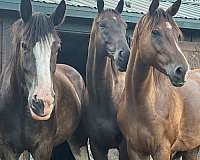 all-around-athletic-gelding