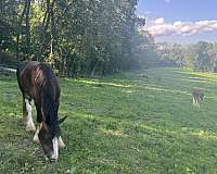 all-around-athletic-pony