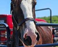 black-clydesdale-pony