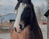 blaze-white-feather-pony