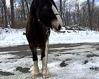 hunter-clydesdale-pony