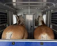 haflinger-pony