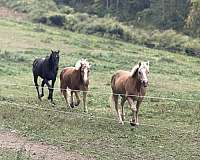 haflinger