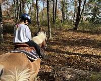 hunter-haflinger-pony