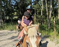 lesson-haflinger-pony