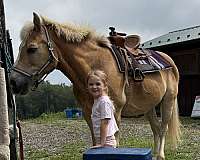 show-haflinger-pony