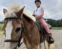 trail-haflinger-pony