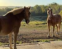 haflinger-gelding