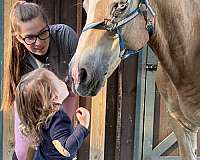 gelding