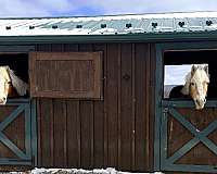 haflinger-pony-for-sale