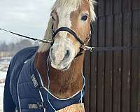 working-haflinger-pony