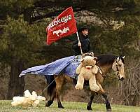 athletic-draft-horse