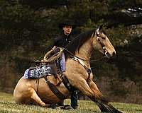 companion-draft-horse
