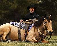 beginner-draft-horse