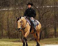 cross-draft-horse