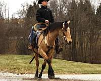 draft-horse