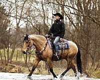 flashy-draft-horse