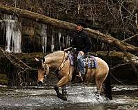 husband-safe-draft-horse