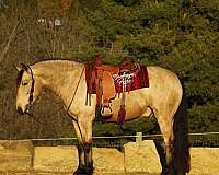 jumping-draft-horse
